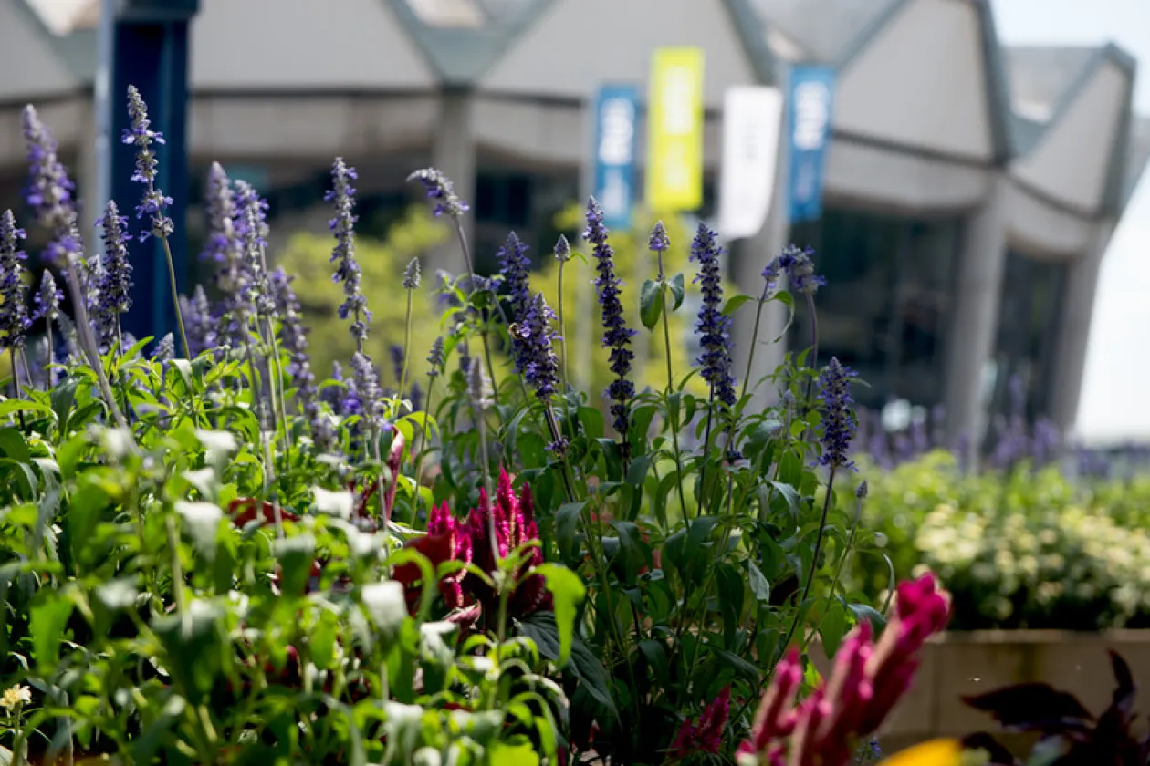Foto: Blumen vor Audimax