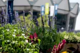 Foto: Blumen vor Audimax
