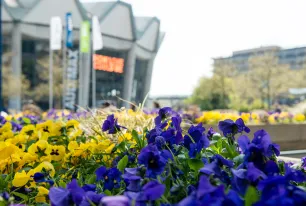 Stiefmütterchen mit RUB-Audimax im Hintergrund