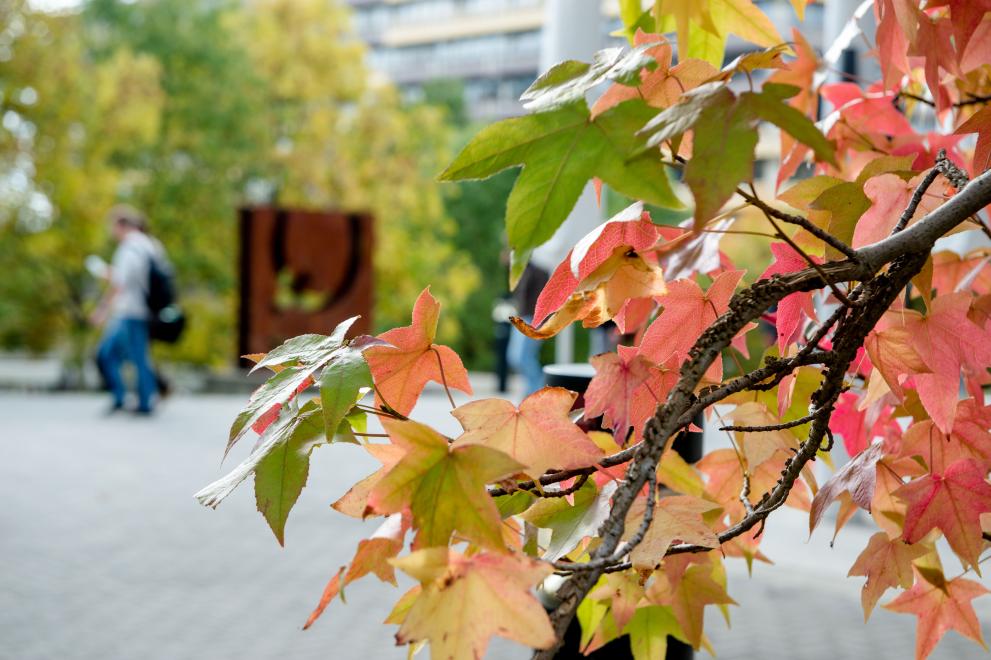 Herbstliches Laub auf dem Campus