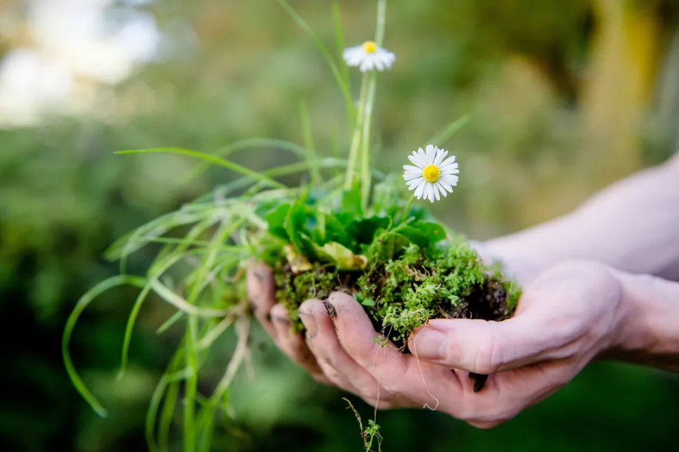 Hand with ground and plants