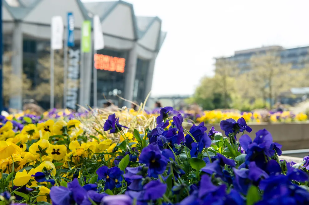 Stiefmütterchen mit RUB-Audimax im Hintergrund